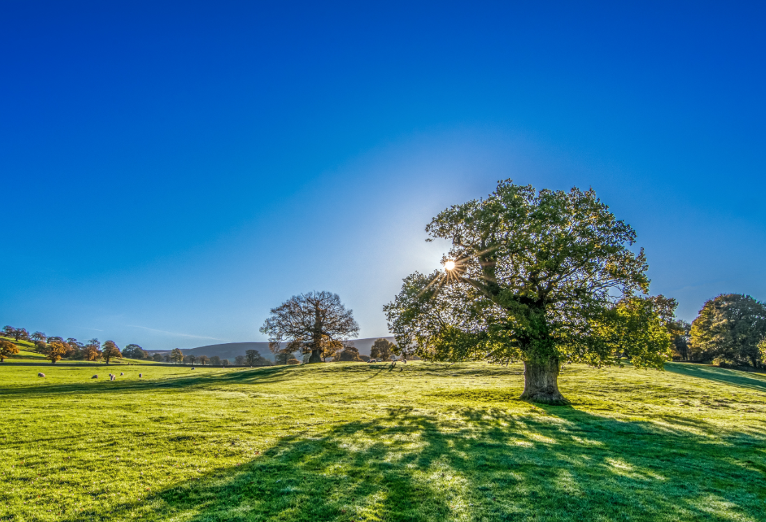 Bright sunny day over a green countryside field with large trees and a clear blue sky, symbolising the natural source of vitamin D from sunlight.